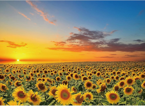 1000 Pieces Puzzles for Adults, Sunflower Jigsaw Puzzle 1000 Piece Sunflower Fields Puzzles for Adult,