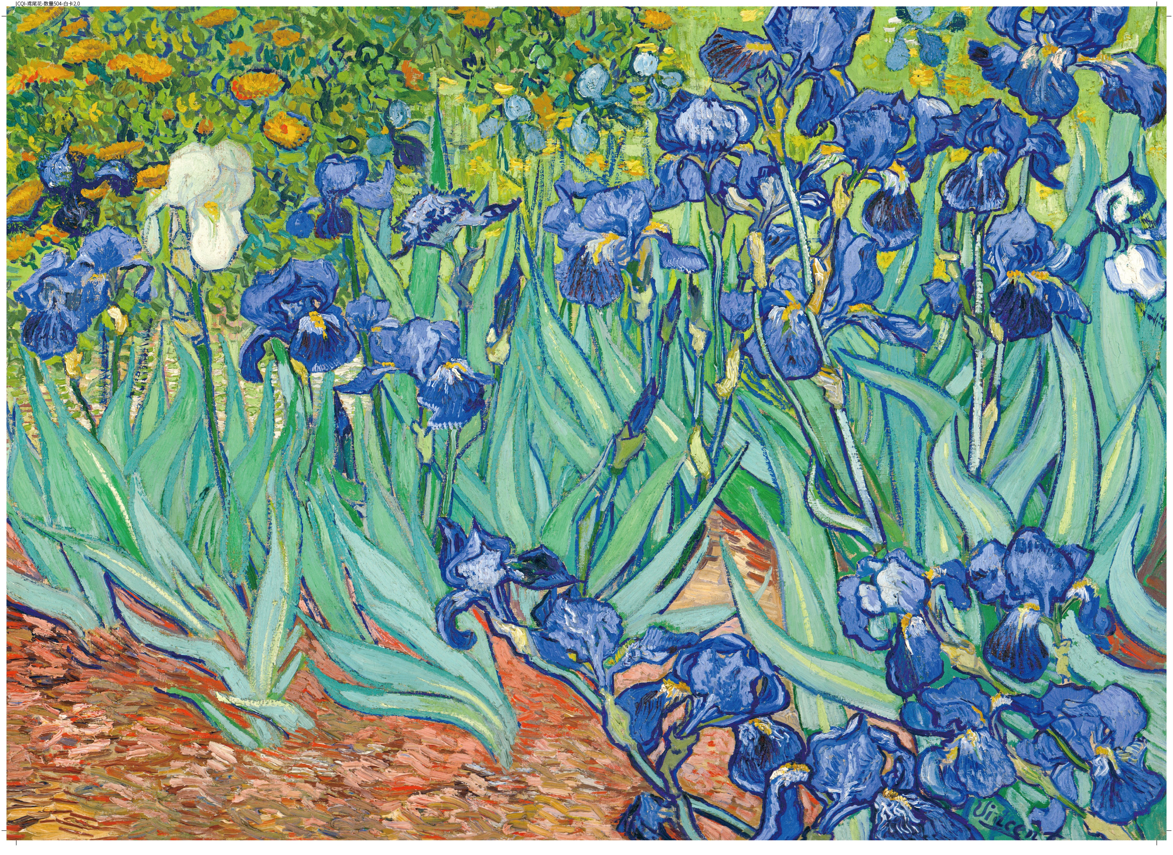 Iris